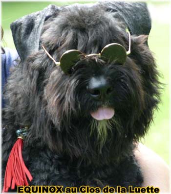  Bouvier des Flandres expositions tous primés